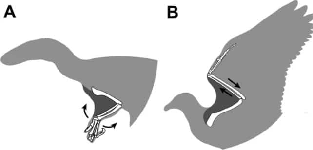 Conheça o Archaeopteryx: o elo perdido entre aves e répteis