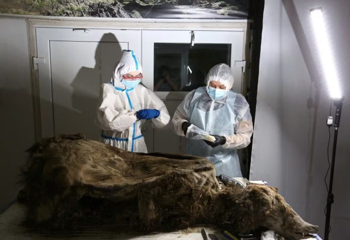 russia-urso-pergelissolo