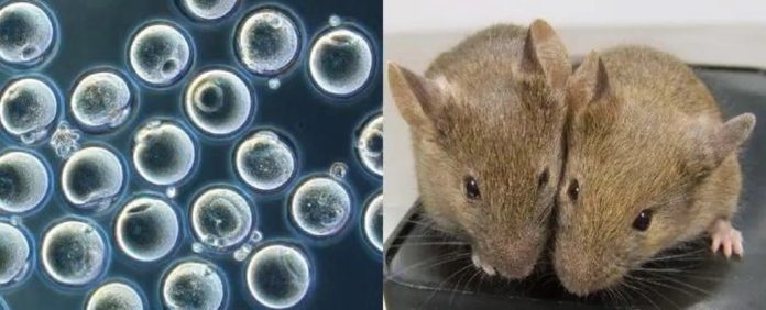 camundongos-dois-pais-edicao-genetica
