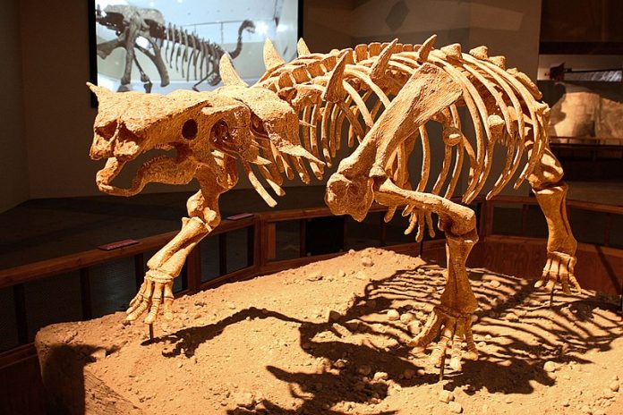 pinacossauro-fossil