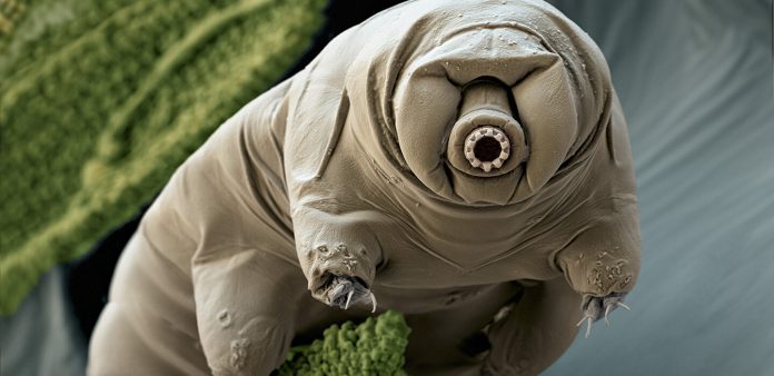 tardigrado-viagem-espacial