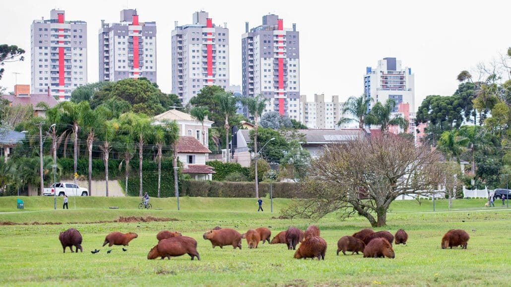 Capivaras vivem morgadas nos parques e já ganharam o coração do curitibano  