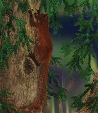 Um primata primitivo do tamanho de uma marmota, Ignacius dawsonae , que viveu durante o Eoceno, desenvolveu dentes especiais e mandíbulas fortes para sobreviver à escuridão do inverno acima do Círculo Polar Ártico. (Kristen Miller/Instituto de Biodiversidade/Univ. do Kansas)