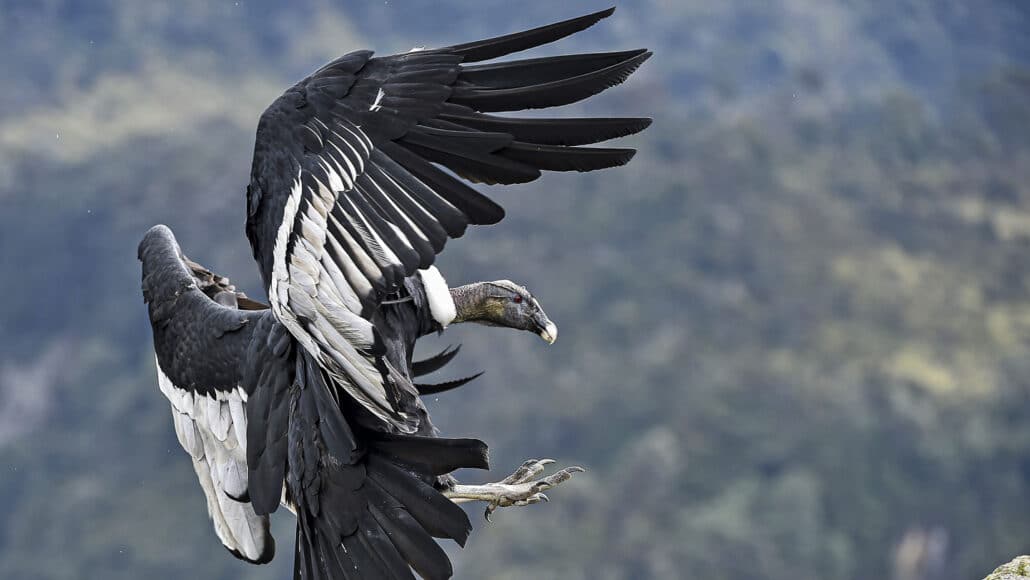 Os condores andinos são uma das maiores aves voadoras do mundo. Uma população voltou ao mesmo ninho à beira do penhasco, geração após geração, por milhares de anos – Foto: Reprodução: Luis Robayo/AFP/Getty Images Plus