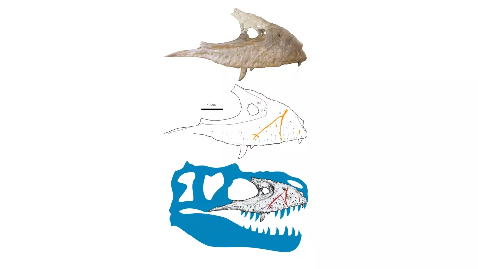 Uma cicatriz no maxilar superior de Gorgosaurus. (Crédito da imagem: Royal Tyrrell Museum of Paleontology)