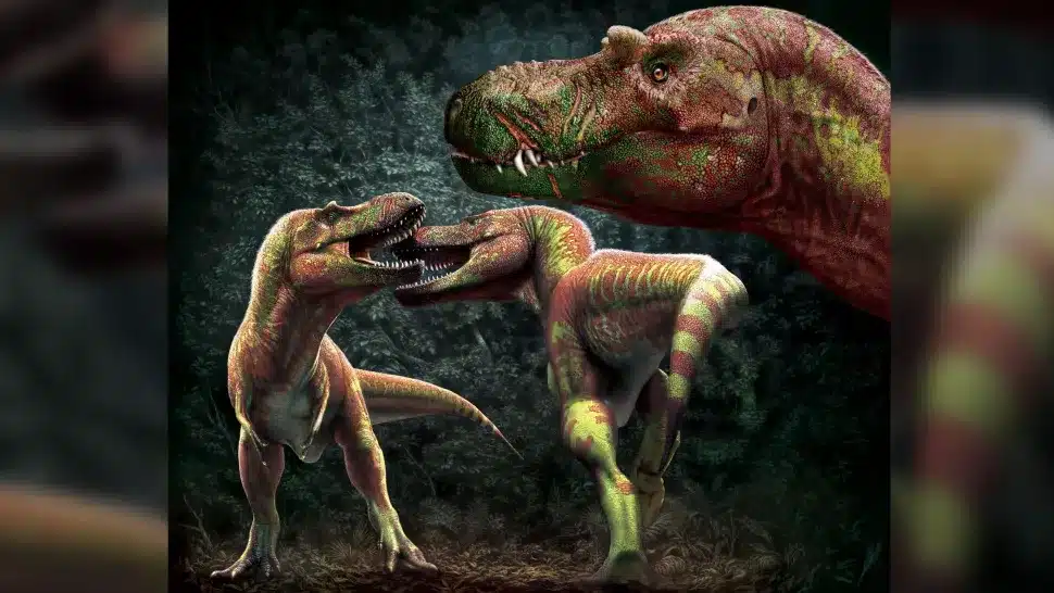 Os tiranossauros podem ter lutado entre si por companheiros(as), território ou status elevados, conforme novo estudo. (Crédito da imagem: Julius Csotonyi; Royal Tyrrell Museum)