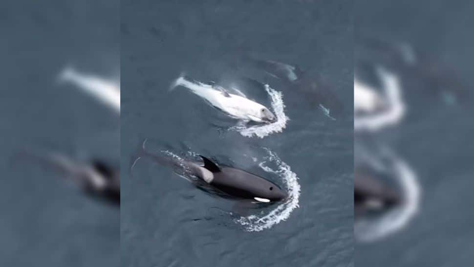 A orca, predominantemente branca e conhecida como "Frosty", nada entre dois indivíduos de cores normais – Foto: Reprodução/Newport Coastal Adventure