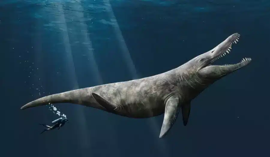 Uma ilustração do pliossauro, antigo predador que possuía o dobro do tamanho de uma orca. (Crédito da imagem: Megan Jacobs/Universidade de Portsmouth)