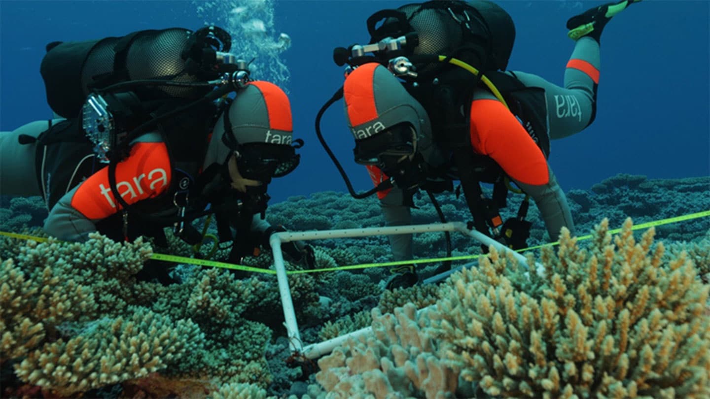Pesquisadores coletam amostras de um recife de coral como parte da Expedição Tara Pacific, um esforço para documentar a biodiversidade em recifes do outro lado do oceano - Foto: Fundação Pete West/Tara Ocean