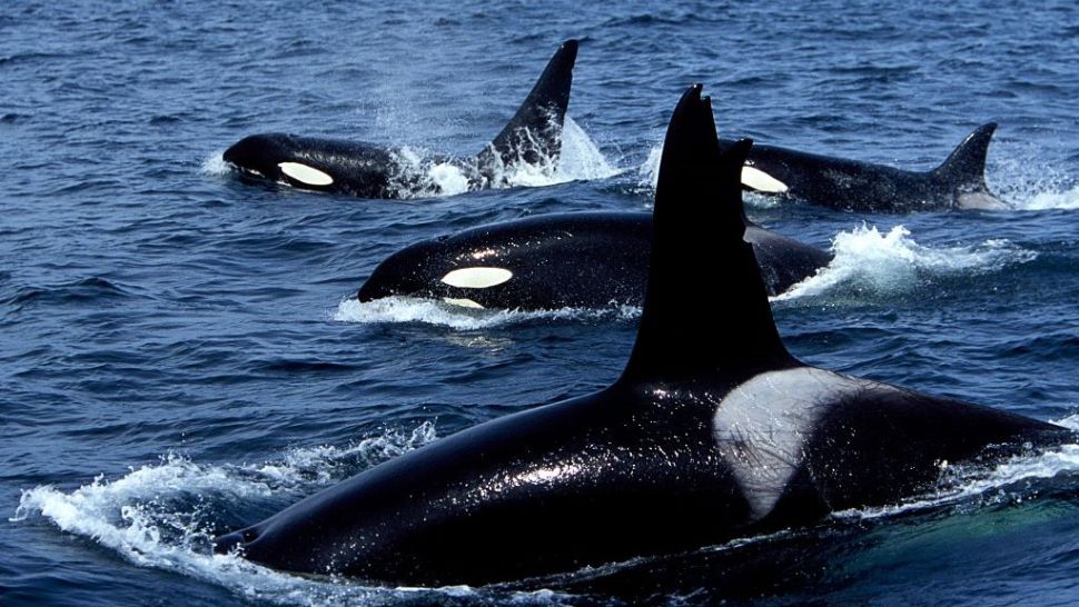 Em vez de nadarem para longe após quebrar o leme, as orcas seguiram o iate enquanto um barco de resgate o rebocava para o porto. (Crédito da imagem: Francois Gohier/VW Pics/Universal Images Group via Getty Images)