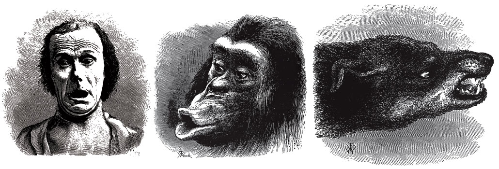 Em seu livro The Expression of the Emotions in Man and Animals , Charles Darwin argumentou que os animais experimentam emoções semelhantes às dos humanos, graças a uma história evolutiva compartilhada. As ilustrações mostram um ser humano aterrorizado, um chimpanzé mal-humorado e um cachorro hostil.C. DARWIN/ A EXPRESSÃO DAS EMOÇÕES NO HOMEM E NOS ANIMAIS  1872