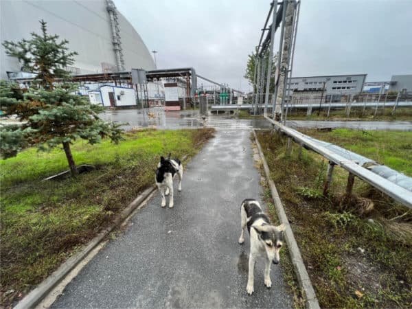 Cães de Chernobyl vivendo fora da Nova Estrutura de Confinamento Seguro, que foi construída para conter a radioatividade da explosão do reator quatro. ( Fundo de Futuros Limpos+ )