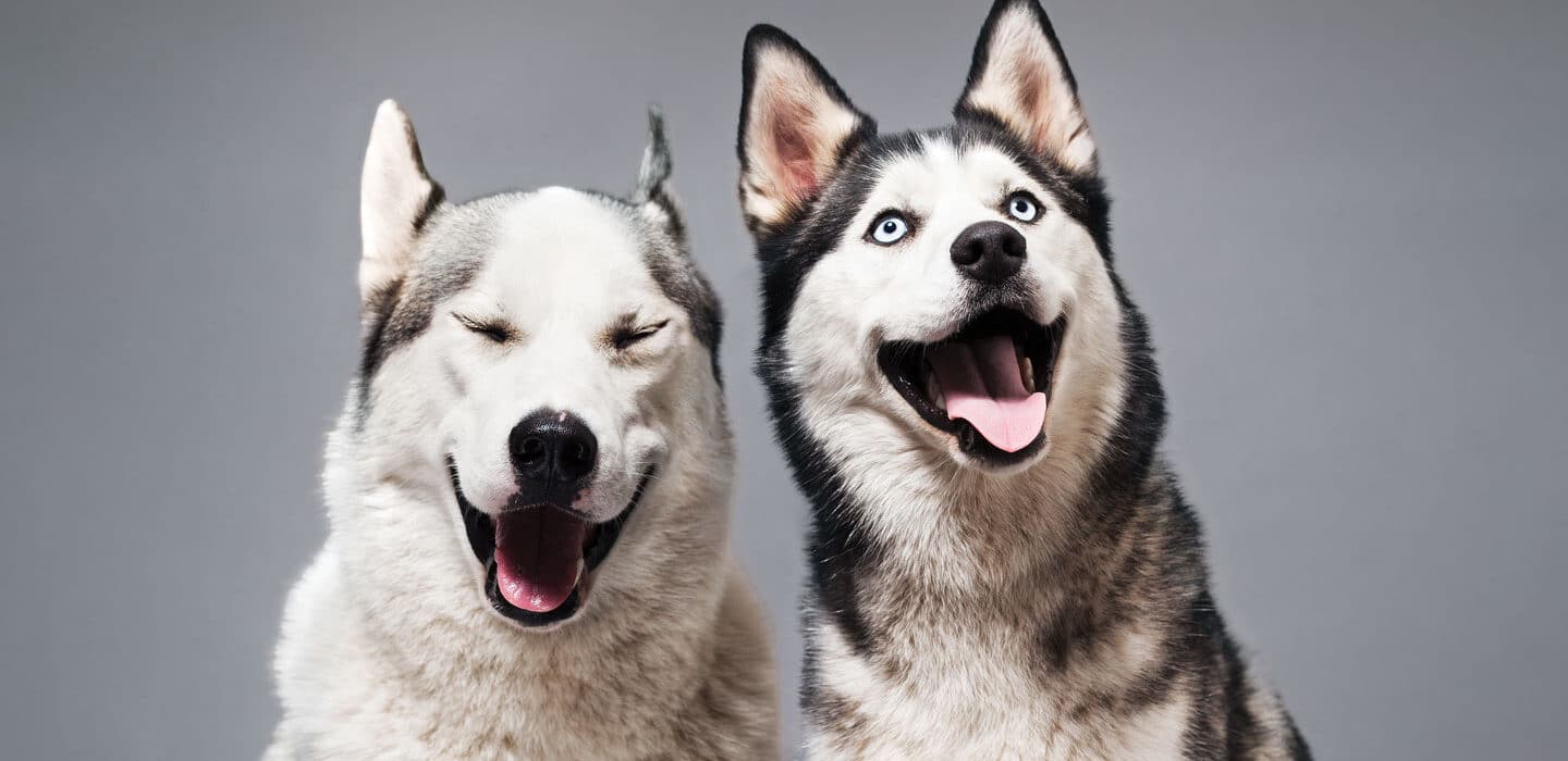 As pessoas costumam julgar mal as emoções dos animais, embora esses dois cães pareçam felizes. ILKA & FRANZ/STONE/GETTY IMAGES