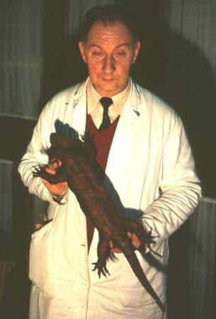 Nesta imagem do início dos anos 1980, Alain Delcourt, gerente de coleção do Museu de História Natural de Marselha, na França, segura o espécime de lagartixa gigante, que ele redescobriu nas coleções do museu.A. BAUER