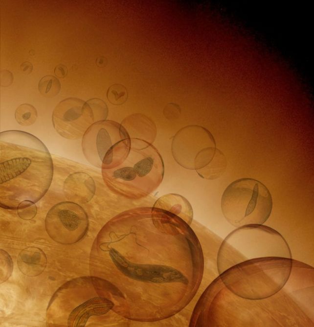 Impressão artística de micróbios hipotéticos vivendo na atmosfera de Vênus. ( J. Petkowski )