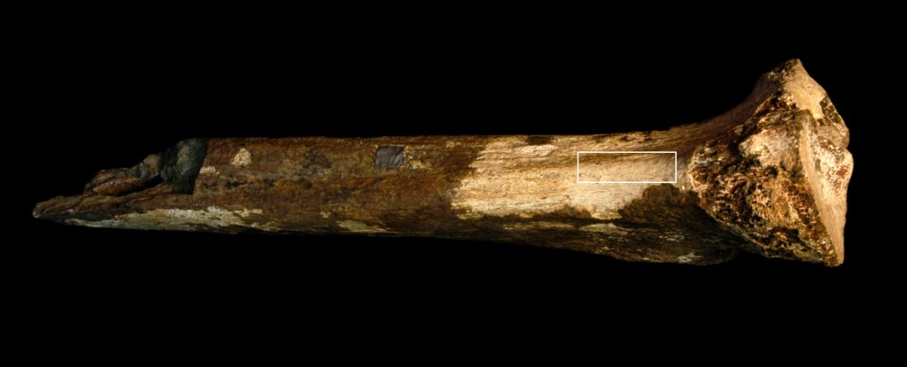 O osso no qual foram encontradas as marcas de corte data de 1,45 milhão de anos atrás. (Jenifer Clark)