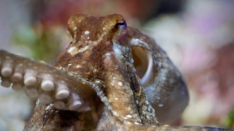 Bateson coletou polvos de duas manchas ( Octopus bimaculoides ) ao longo da costa de La Jolla, Califórnia.(Crédito da imagem: NNehring/Getty Images)