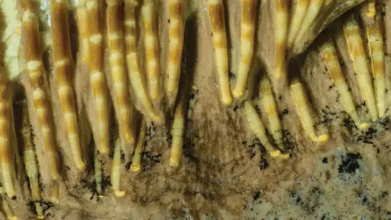 Pequenos ganchos (visíveis neste close-up do fóssil) nas pontas dos dentes finos de B. maeuseri ajudaram a capturar presas minúsculas - Ilustração: D. Martill et al / PALZ 2023