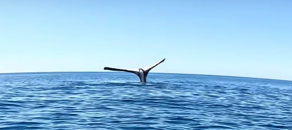 homem encontra uma baleia aparentemente congelada no lugar
