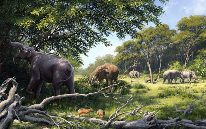Os dentes dos ancestrais dos elefantes evoluíram em resposta a mudanças de longo prazo na dieta e clima na África