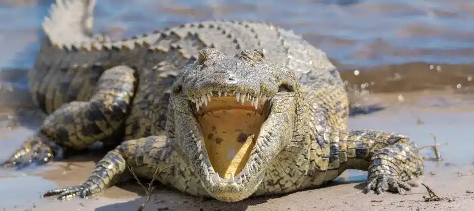 Crocodilos são atraídos pelo choro humano