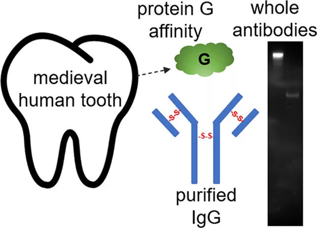 diagrama do estudo dos dentes