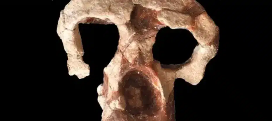 Crânio misterioso desafia teoria de onde os ancestrais humanos evoluíram