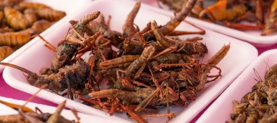 Teria coragem? Comer insetos pode trazer benefícios para o metabolismo