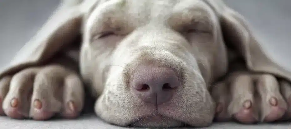 Seu cachorro pode estar ouvindo você enquanto dorme