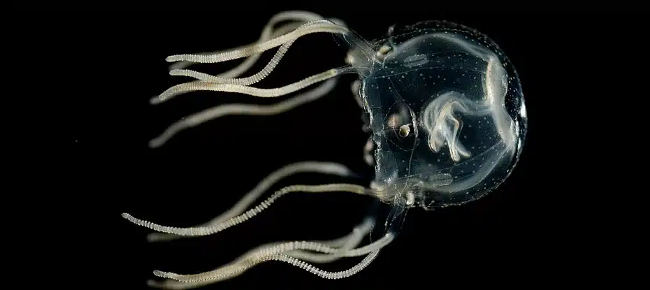 Esta água-viva consegue se lembrar do passado… mesmo sem cérebro