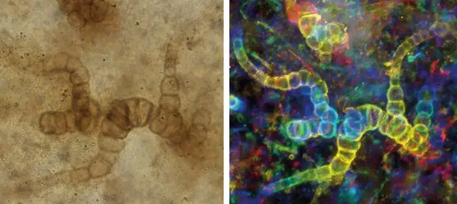 Este antigo organismo rastejou pela terra há mais de 400 milhões de anos