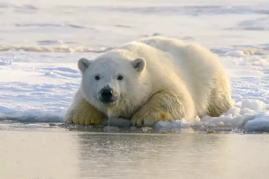 Ursos polares sobreviveram ao último degelo do aquecimento global em refúgios da Sibéria e do Canadá