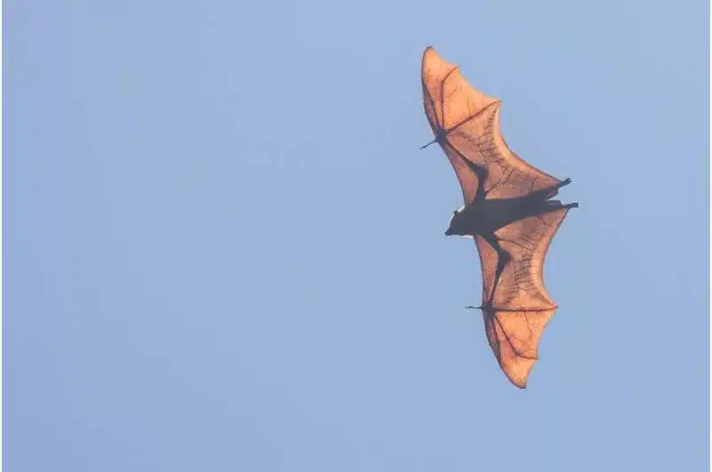 Por que os morcegos carregam vírus potencialmente perigosos?