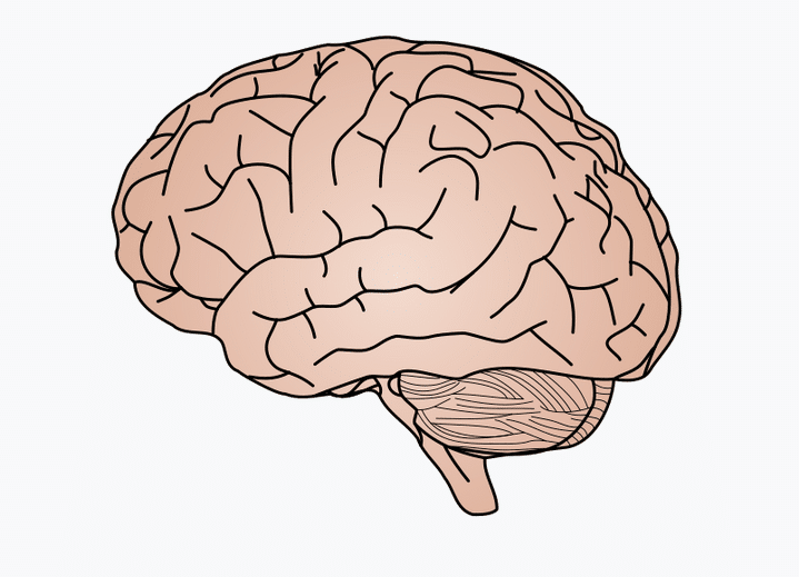 cérebro humano primata