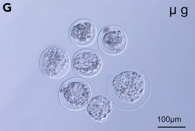 embriões de ratos