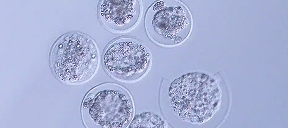 embriões de ratos