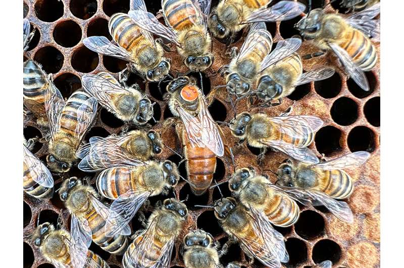 As abelhas podem herdar comportamento altruísta de suas mães