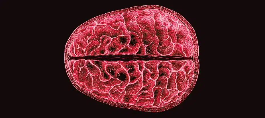 Pela primeira vez, cientistas mostram mudanças estruturais em todo o cérebro durante a menstruação