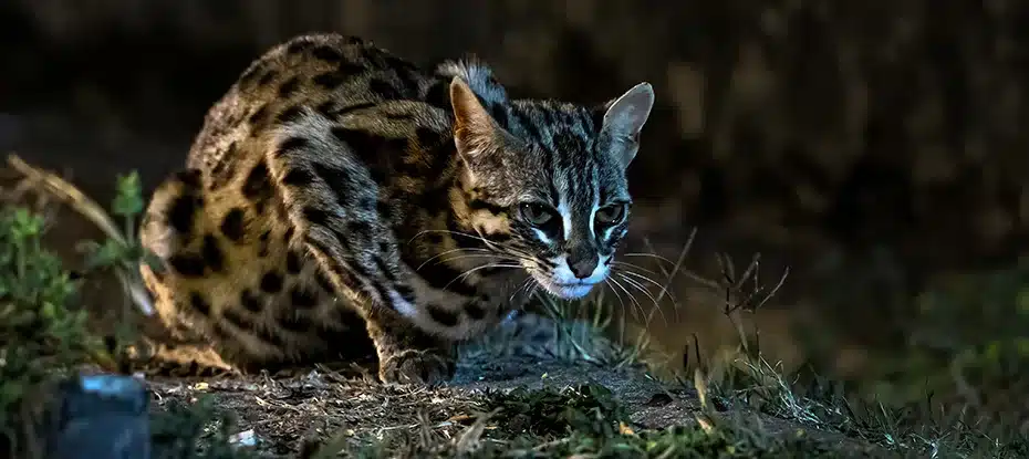 Os segredos da evolução dos gatos foram finalmente revelados