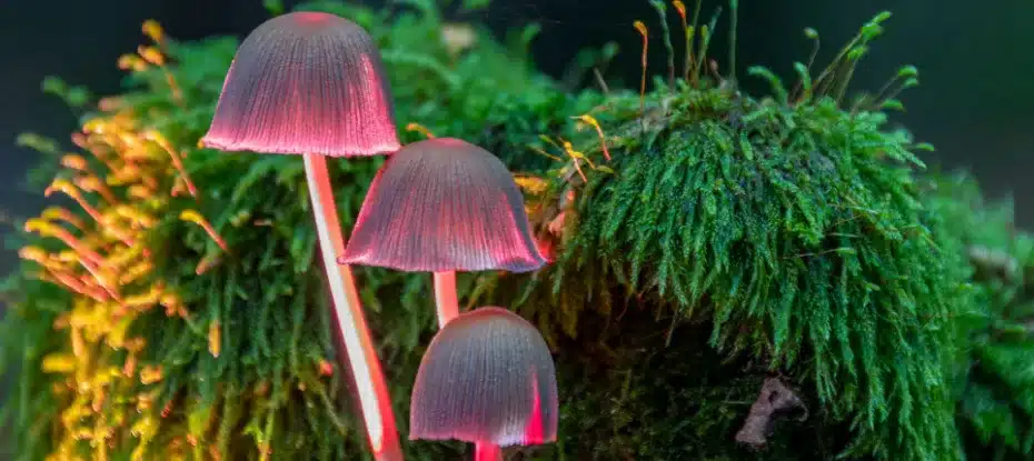 O fungo vegetal foi observado em um salto evolutivo. Fungos