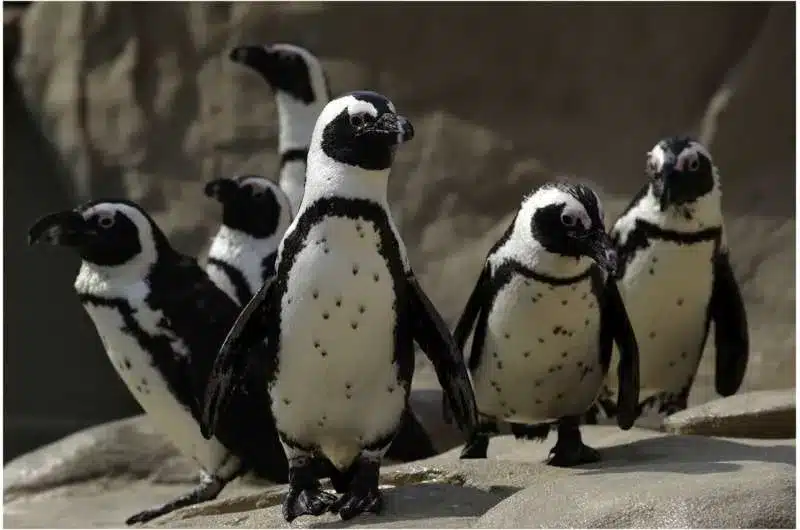 Pesquisa descobre como os pinguins reconhecem uns aos outros