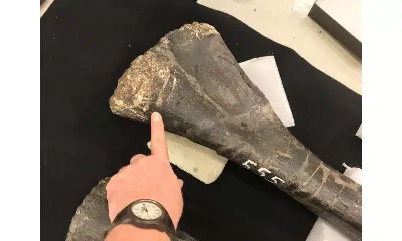 fóssil de dinossauros