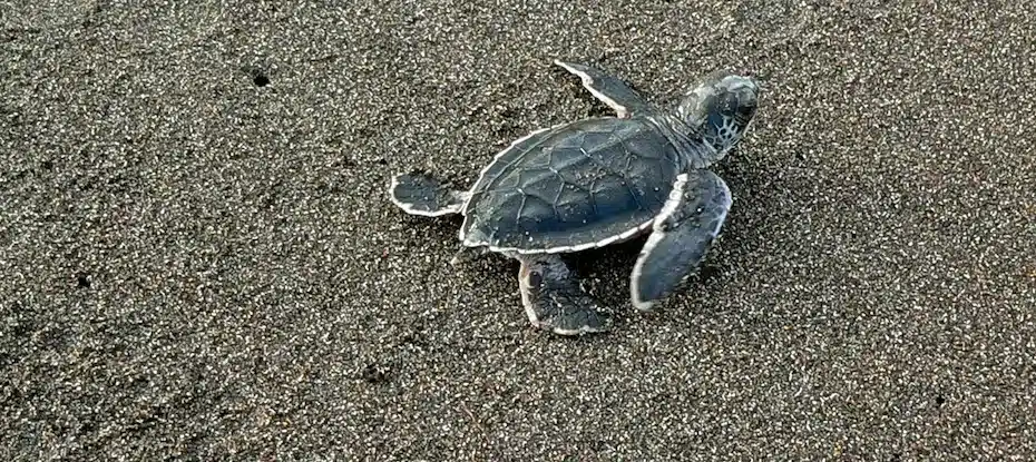 O mundo está ficando sem tartarugas marinhas machos