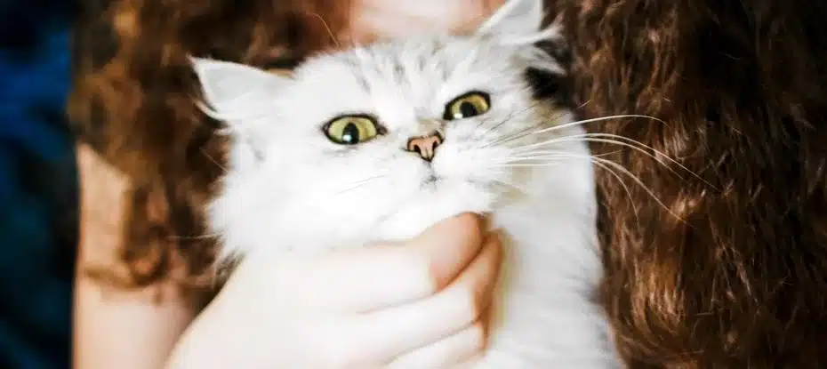 Ligação misteriosa entre possuir gatos e esquizofrenia é real, afirma estudo