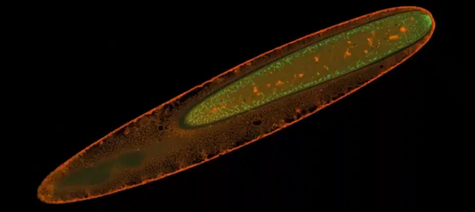 Bactérias gigantes visíveis a olho nu têm um tipo de metabolismo nunca antes visto