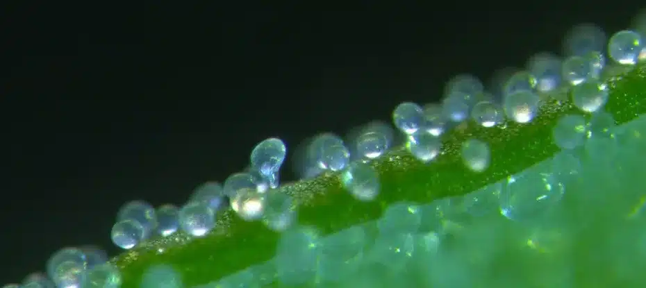 balões de água nas plantas