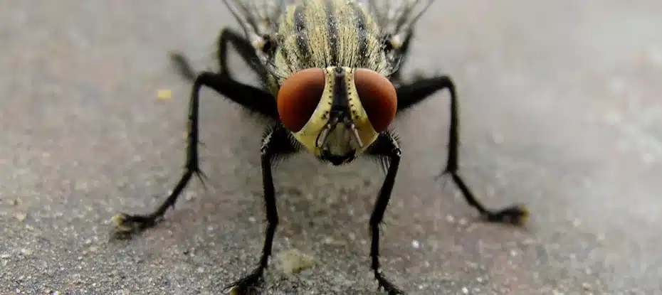 Descoberta bizarra de mosca doméstica intacta no intestino de um homem choca médicos