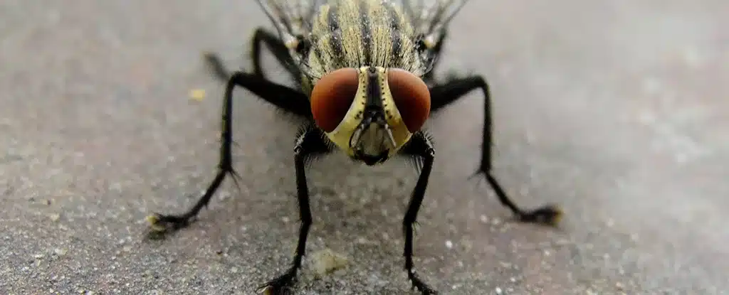 Descoberta bizarra de mosca doméstica intacta no intestino de um homem choca médicos