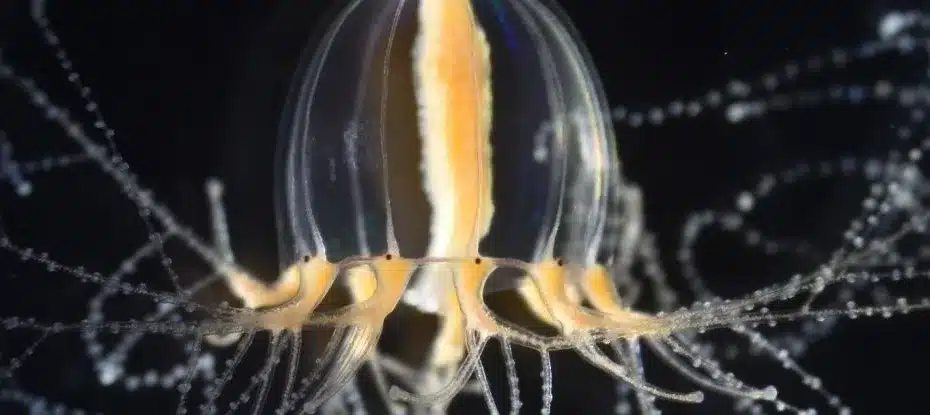 As águas-vivas podem regenerar seus tentáculos e finalmente sabemos como