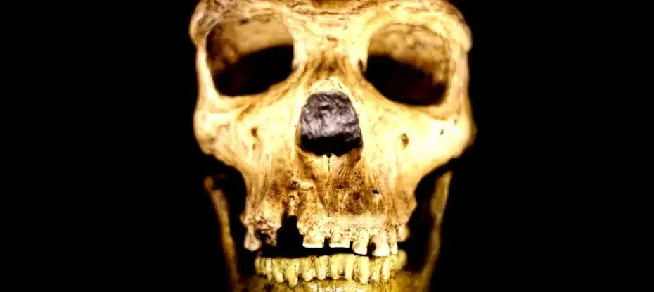 crânio neandertal